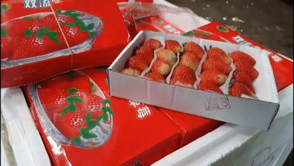 Counterfeit Da Lat strawberry from China discovered
