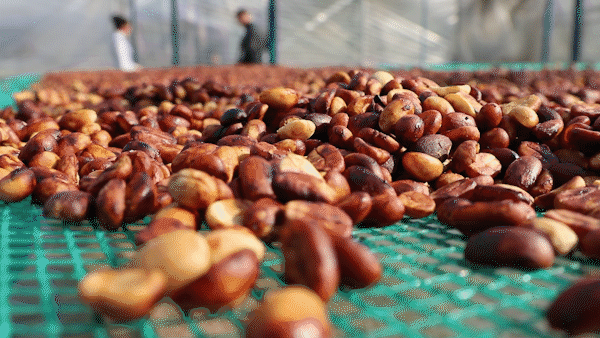 K’Ho ethnic-Slovakian couple prospers with coffee farm