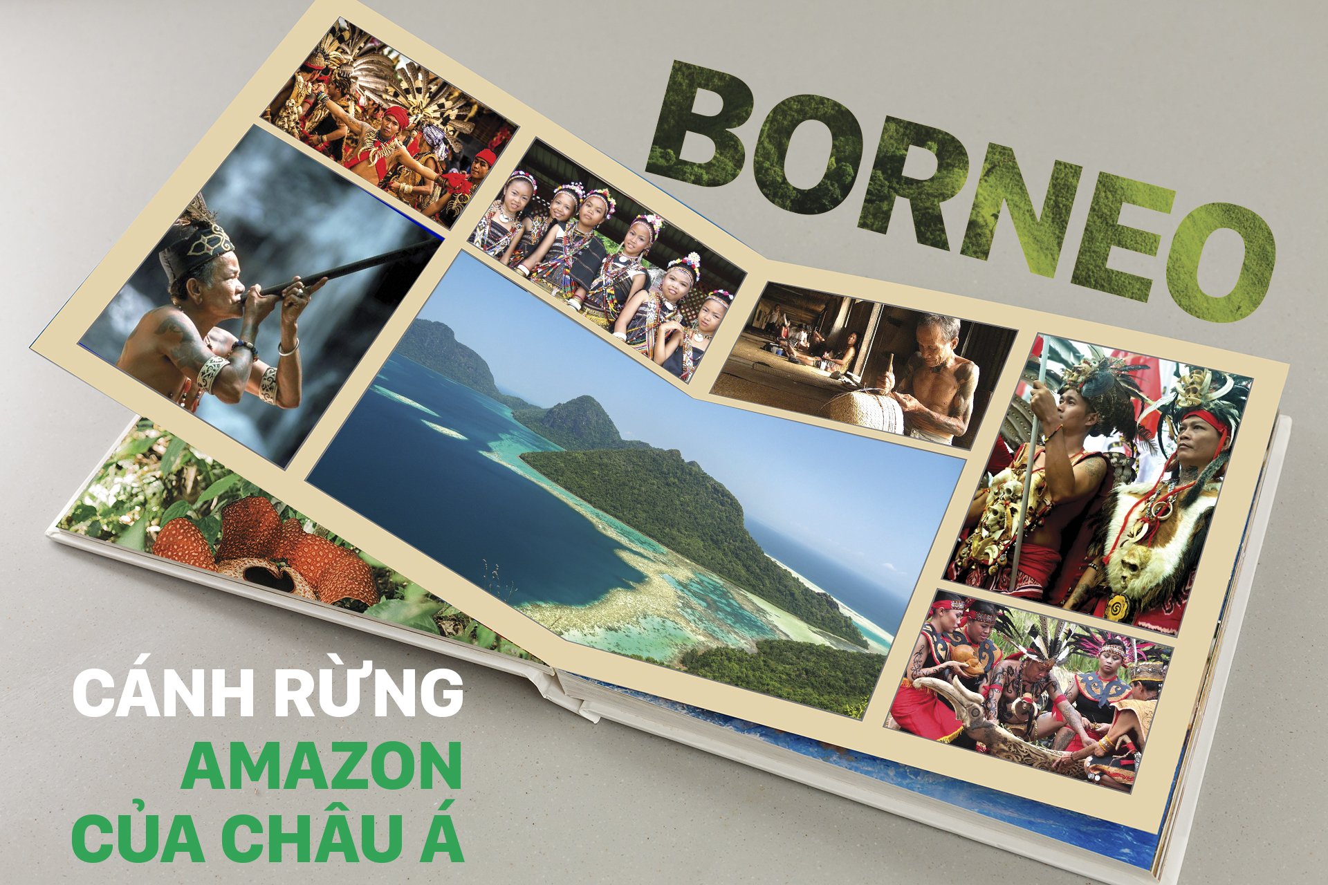 Borneo, rừng Amazon của châu Á