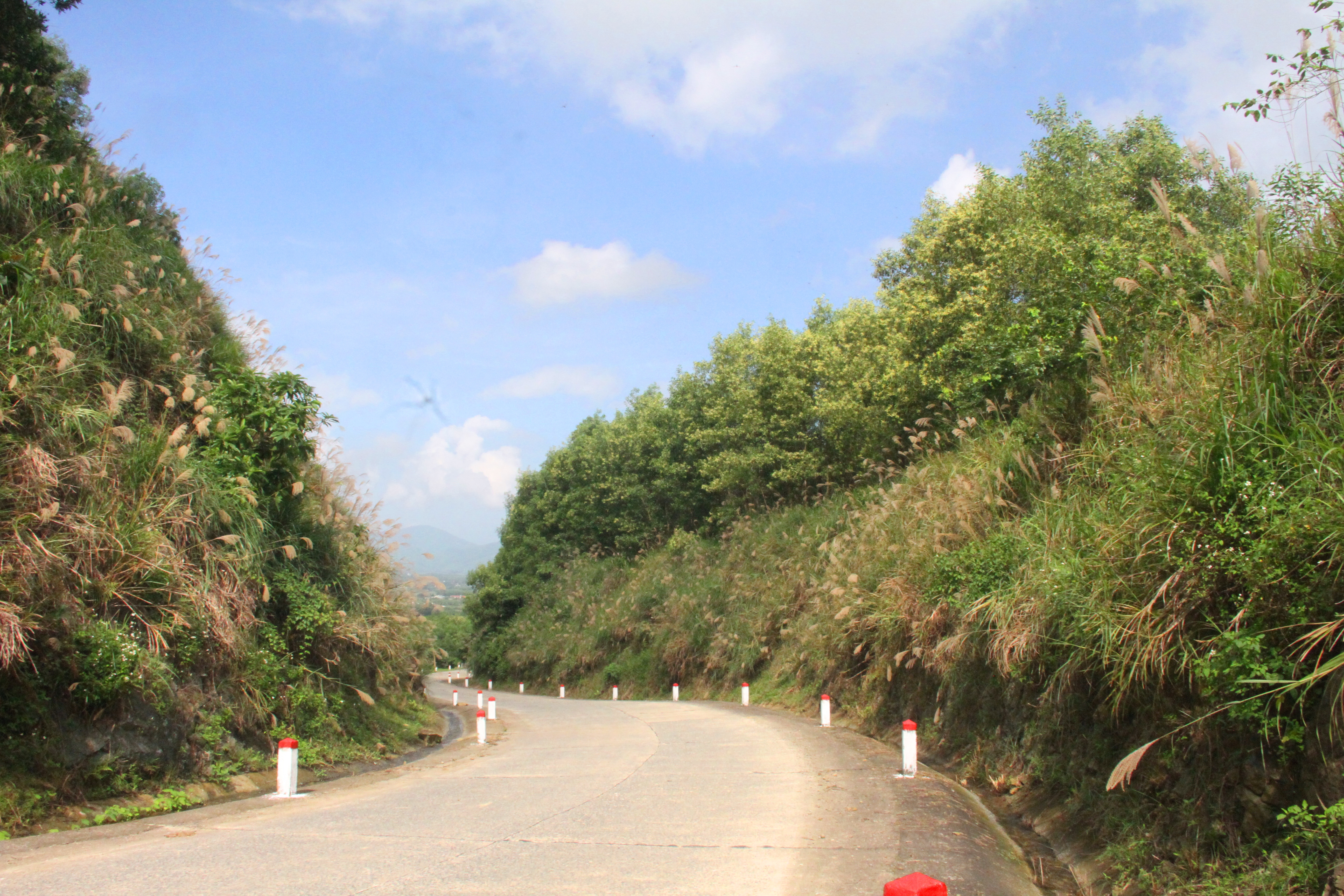 Hoa lau nở trắng rừng ở Hà Tĩnh