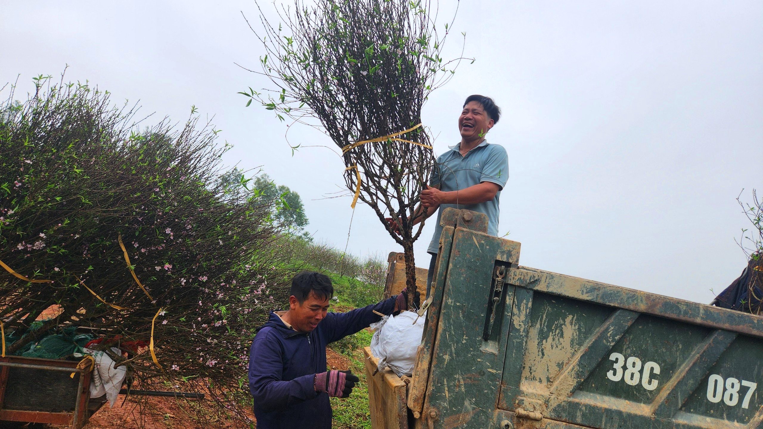 Vận chuyển cây đào phai cảnh đến địa điểm theo yêu cầu của thương lái và khách hàng