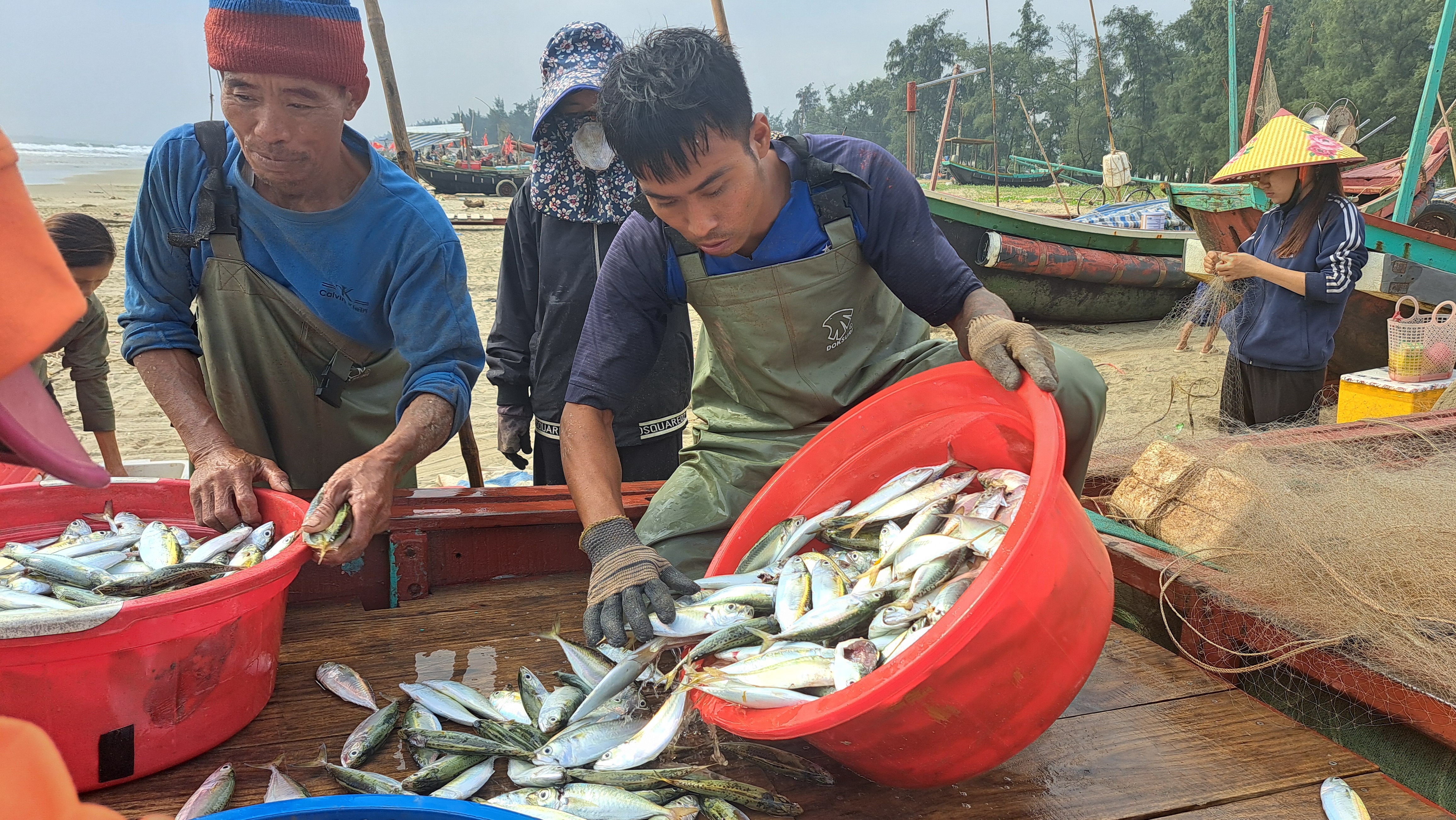 Cá bạc má tươi ngon được ngư dân đánh bắt đưa vào bờ 