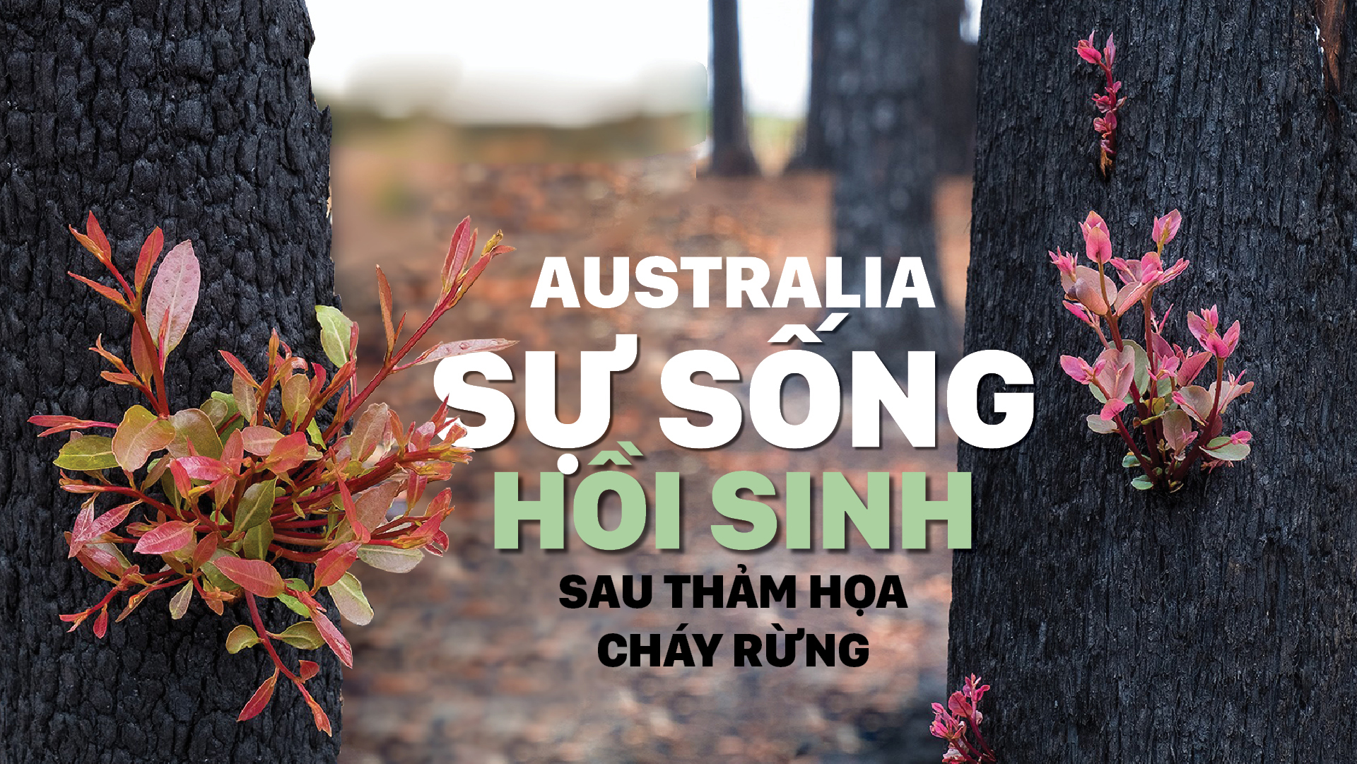 Australia - Sự sống hồi sinh sau thảm họa cháy rừng