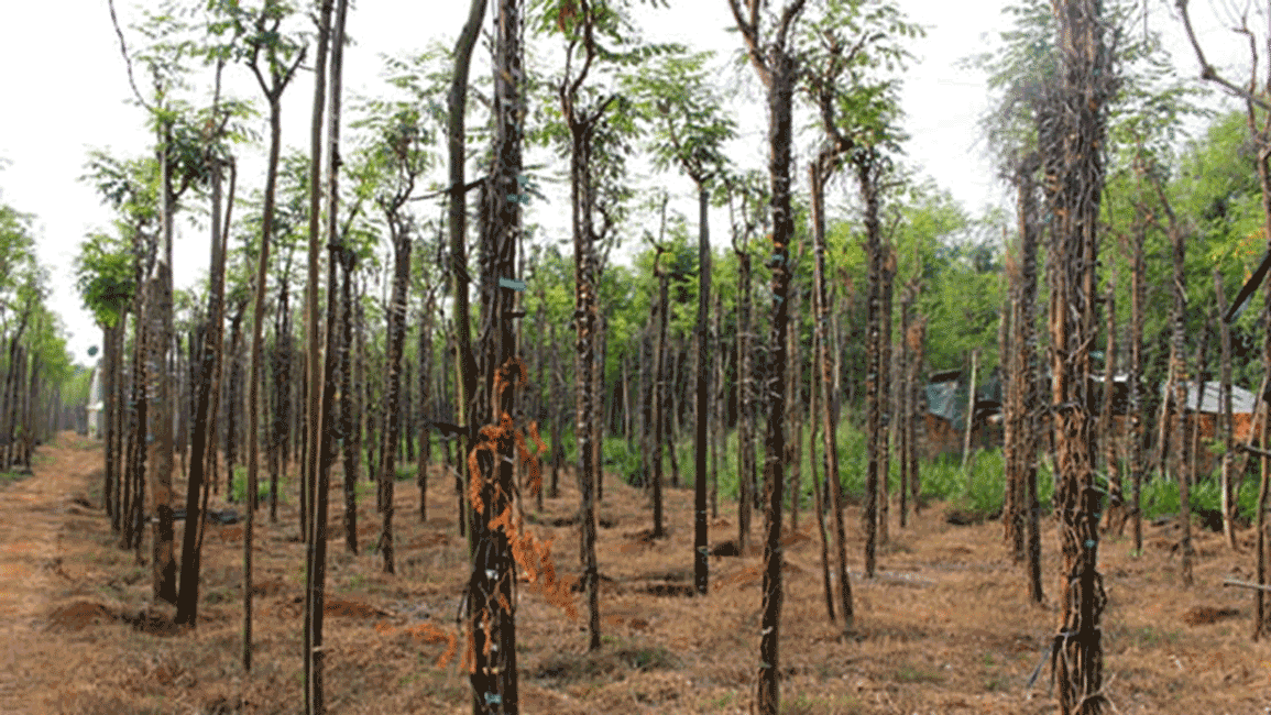 Mùa tiêu “đắng”