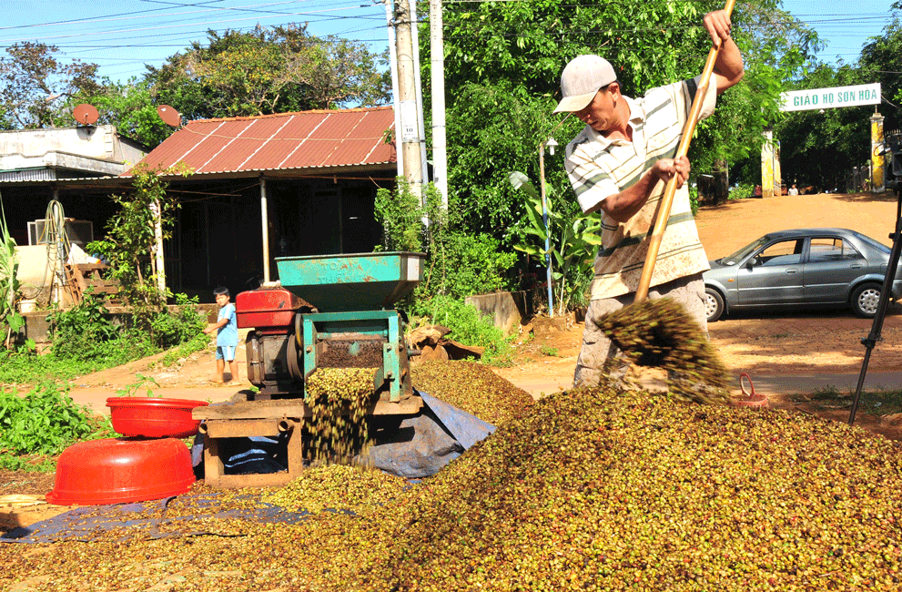 Mùa cà phê kém vui