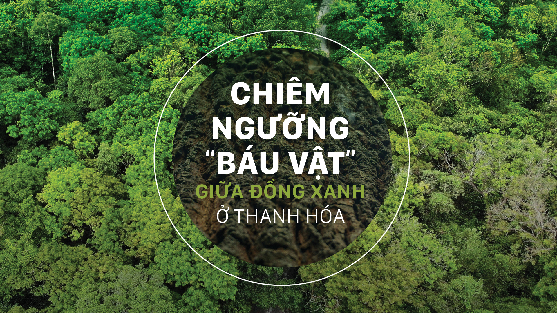 Chiêm ngưỡng “báu vật” giữa đồng xanh ở Thanh Hóa