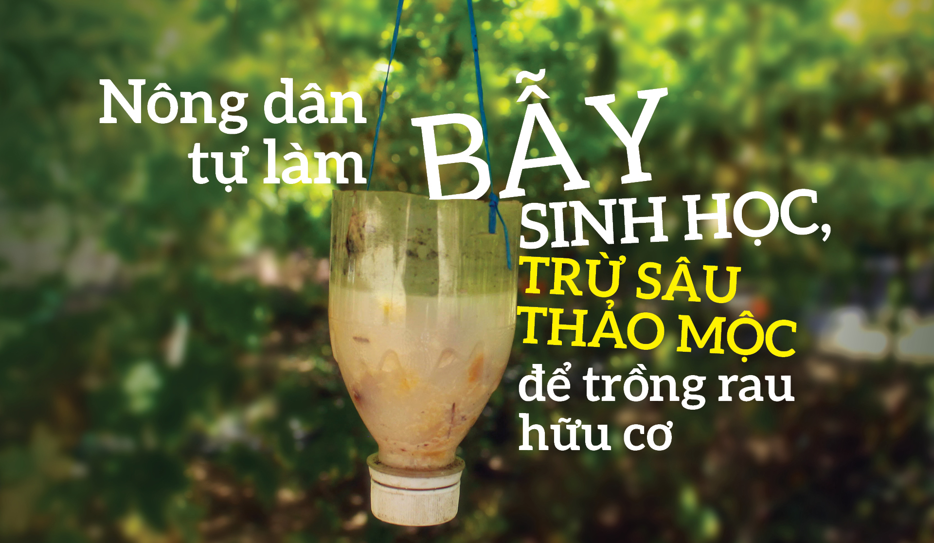 Nông dân tự làm bẫy sinh học, trừ sâu thảo mộc để trồng rau hữu cơ