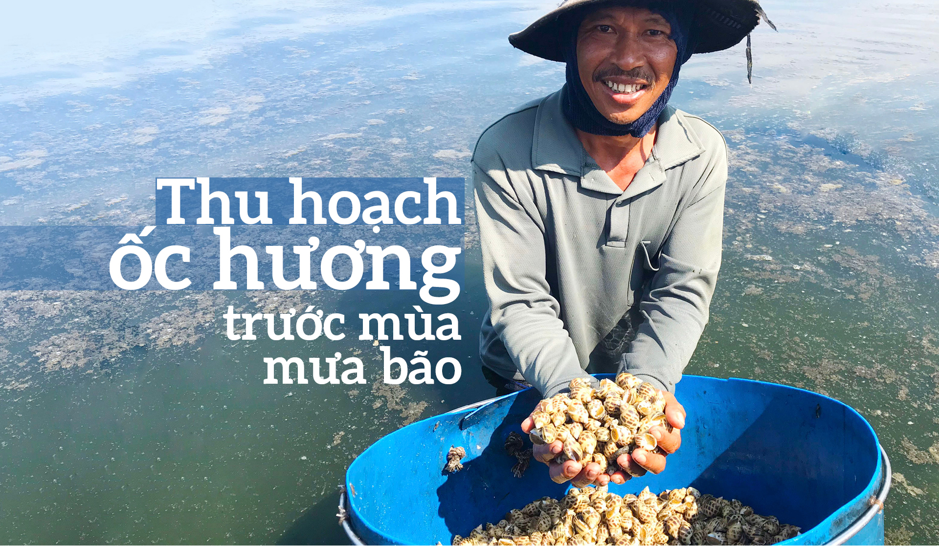 Thu hoạch ốc hương trước mùa mưa bão