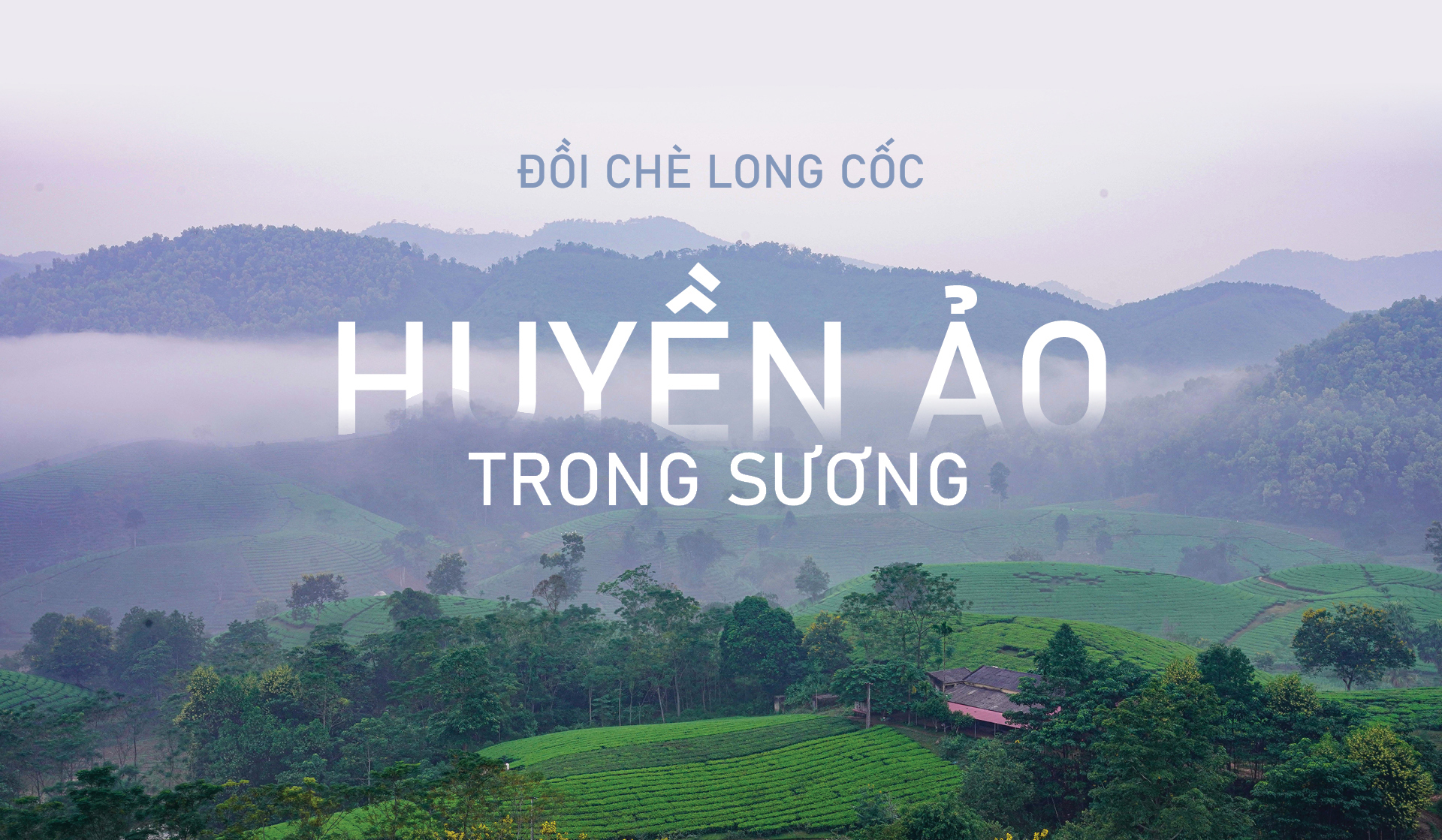 Đồi chè Long Cốc đẹp huyền ảo trong sương mờ