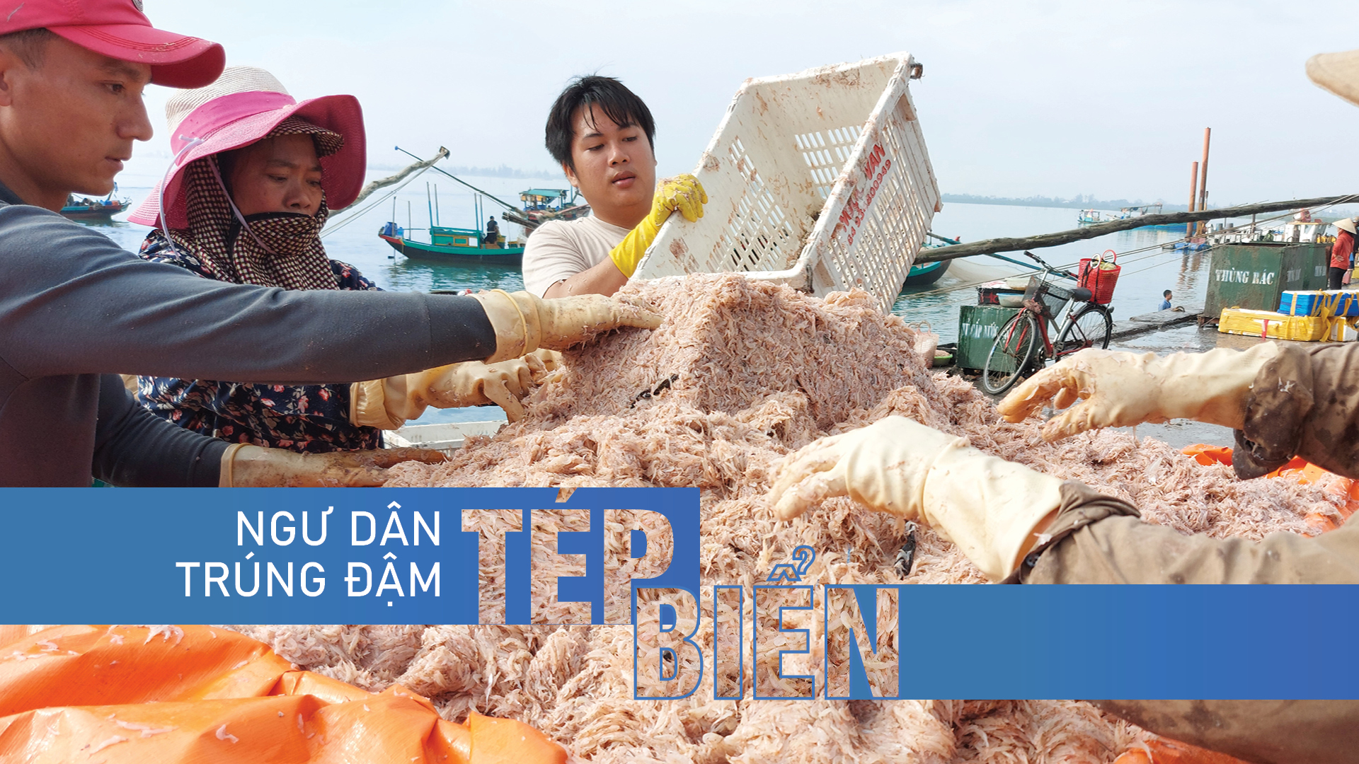 Ngư dân trúng đậm tép biển