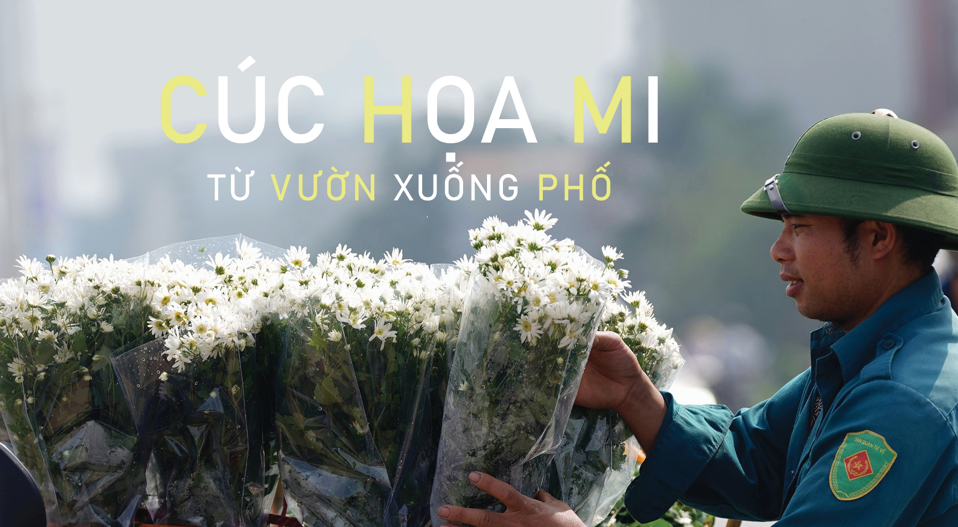 Cúc Họa mi từ vườn xuống phố