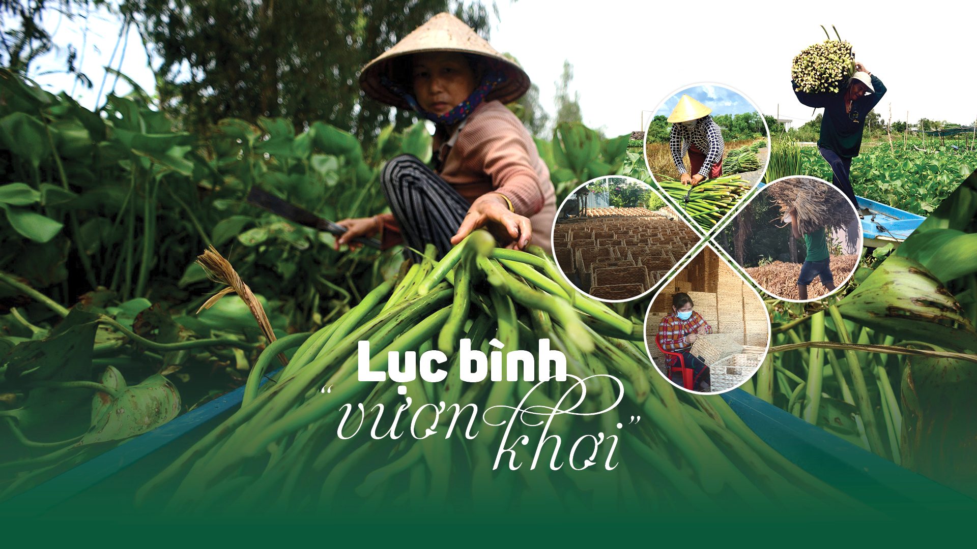 Lục bình “vươn khơi”