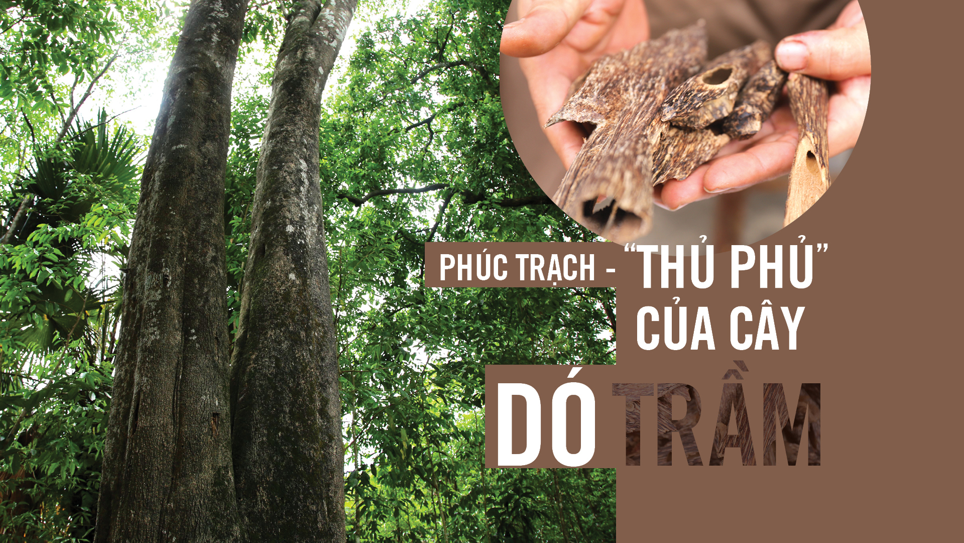 Phúc Trạch - “thủ phủ” của cây dó trầm