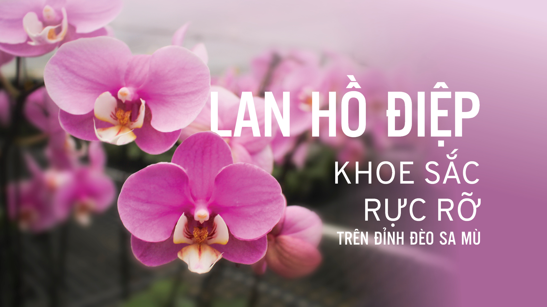 Lan hồ điệp khoe sắc rực rỡ trên đỉnh đèo Sa Mù 