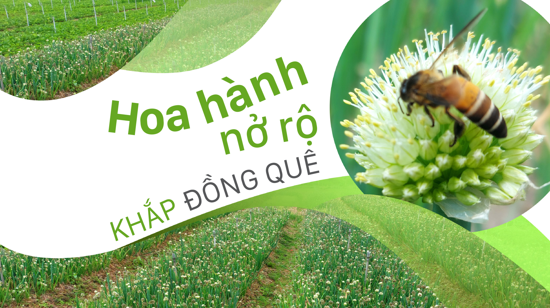 Hoa hành nở rộ khắp đồng quê