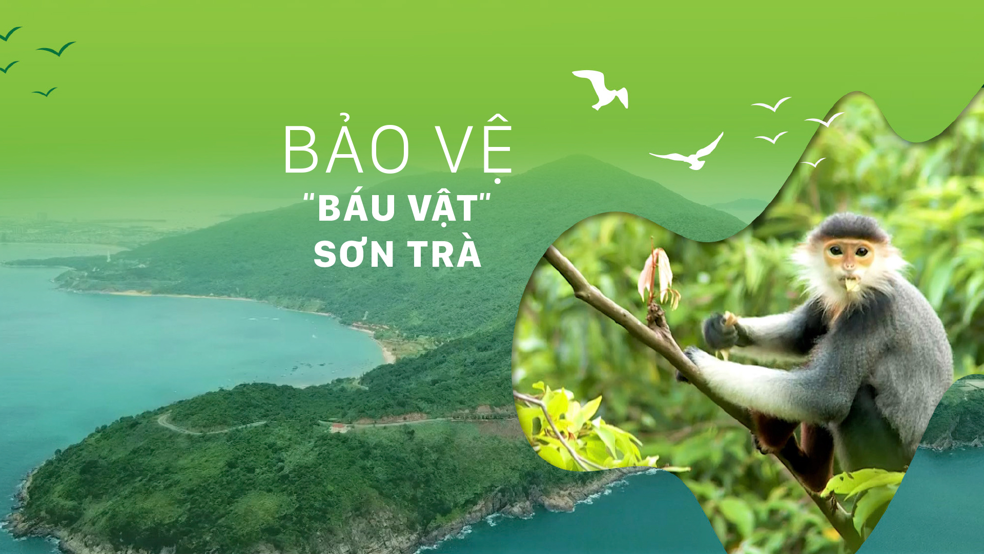 Bảo vệ 'báu vật' Sơn Trà