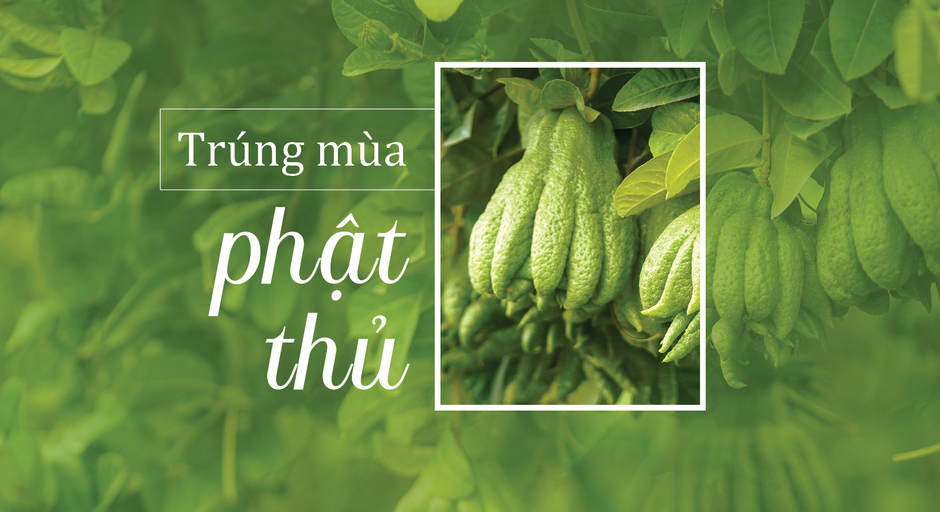 Trúng mùa phật thủ