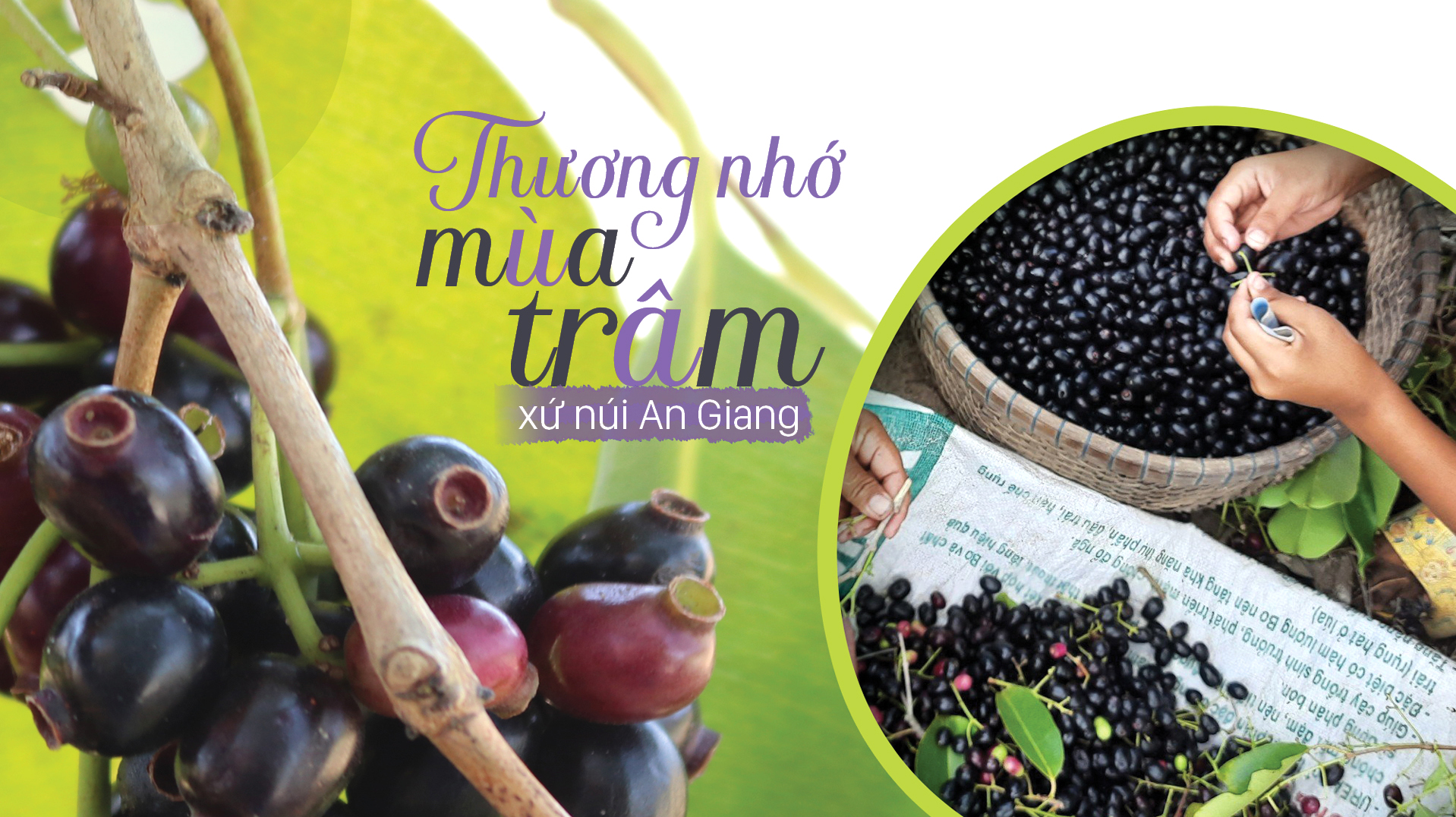 Thương nhớ mùa trâm xứ núi An Giang