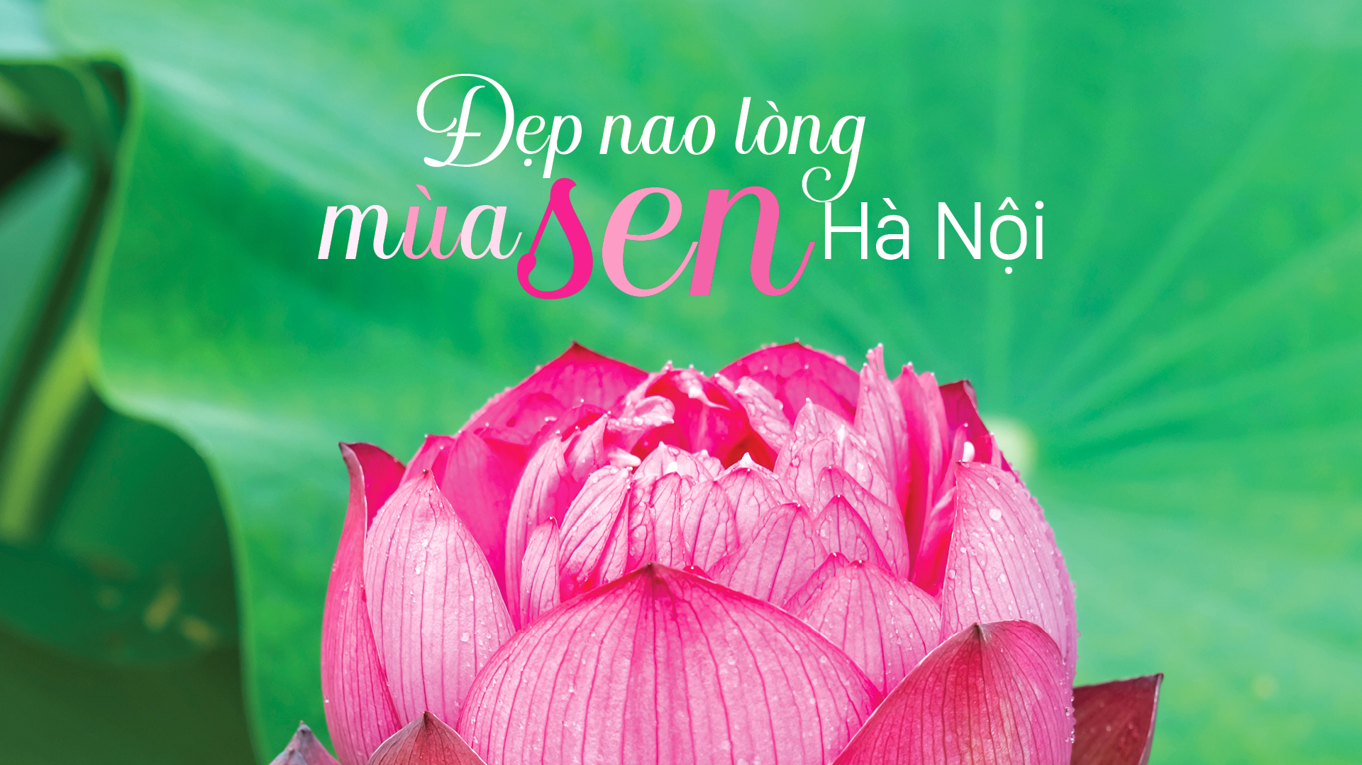 Đẹp nao lòng mùa sen Hà Nội