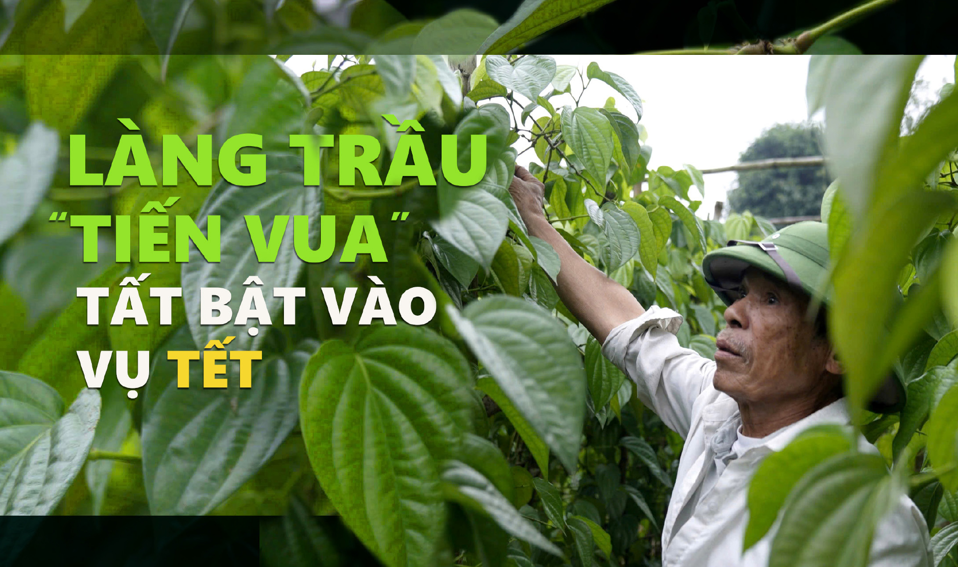 Làng trầu “tiến vua” tất bật vào vụ tết 