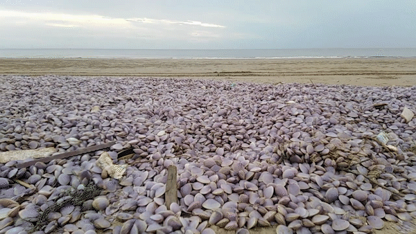 Mass death of clams ends in Thanh Hoa
