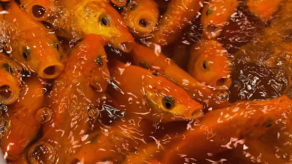 Trading of carp bustling at midnight at Binh Dien Wholesale Market