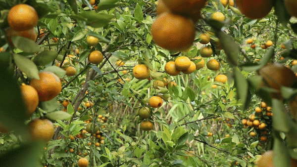 Lost in yellow tangerine orchard in Central Highlands in early spring
