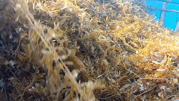 Quang Ngai fishermen excitedly enter Sargassaceae algae harvest season