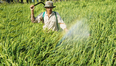 Sử dụng thuốc bảo vệ thực vật giả - Môi trường lâm nguy