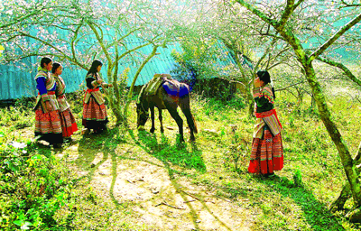 Young girls from the Mong ethnic minority community gather around a peach blossom tree in their colourful traditional skirts that are hand-embroidered (Photo: SGGP) Young girls from the Mong ethnic minority community gather around a peach blossom tree in their colourful traditional skirts that are hand-embroidered (Photo: SGGP)