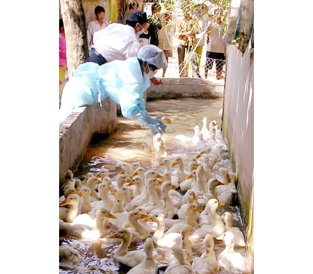 Water fowl without protective vaccine is the main source for spread of Influenza A virus subtype H5N1 (Photo: SGGP) Water fowl without protective vaccine is the main source for spread of Influenza A virus subtype H5N1 (Photo: SGGP)