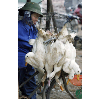 Bird flu (H5N1) virus reoccur in Vietnam (photo AFP) Bird flu (H5N1) virus reoccur in Vietnam (photo AFP)