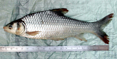 An adult soldier river barb An adult soldier river barb