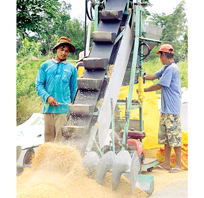 The new machine picks up dried rice and saves labor costs (Photo: SGGP) The new machine picks up dried rice and saves labor costs (Photo: SGGP)