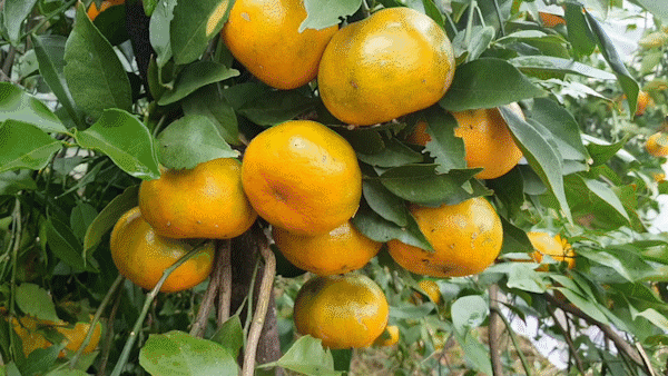 “Mosquito net” to protect orange specialty in Ha Tinh