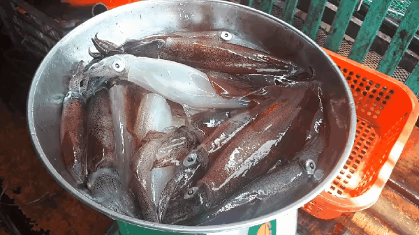 Delicacy “jumping squids” entice Ha Tinh visitors