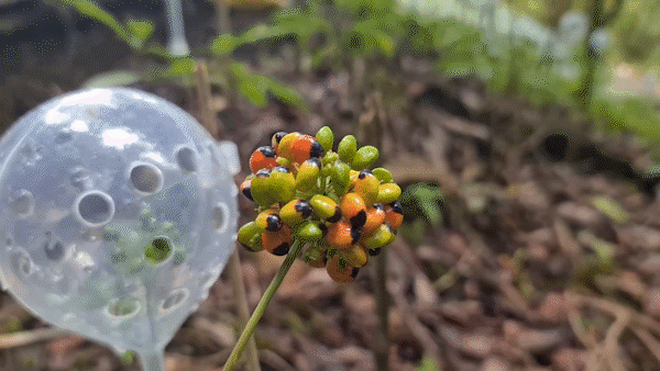 Ngoc Linh Ginseng enters harvest season in Quang Nam