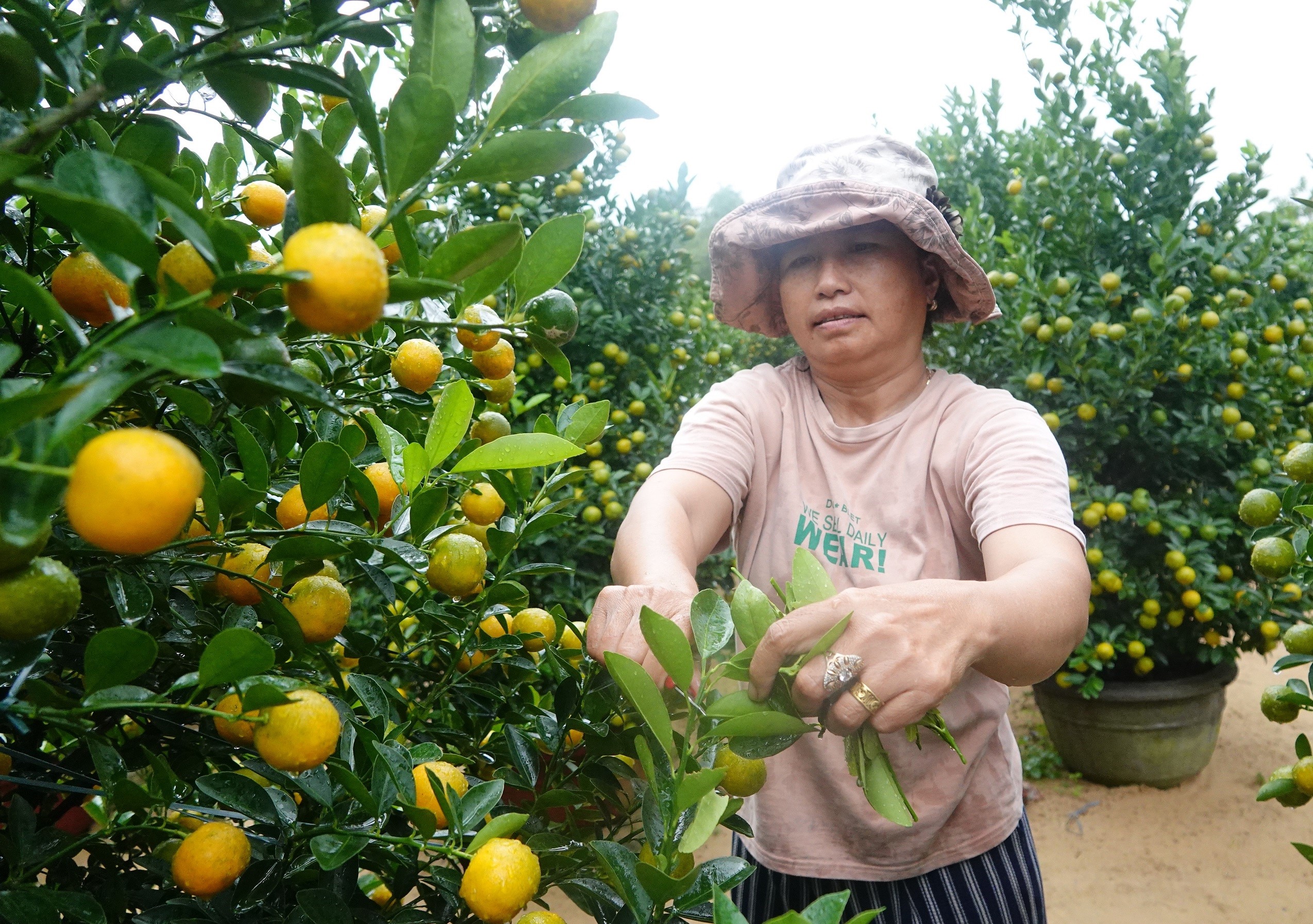 Bà Nghiêm Thị Phượng (trú xã Cẩm Hà, TP Hội An) cắt tỉa để có những chậu quất đẹp nhất đáp ứng thị trường. Ảnh: XUÂN QUỲNH