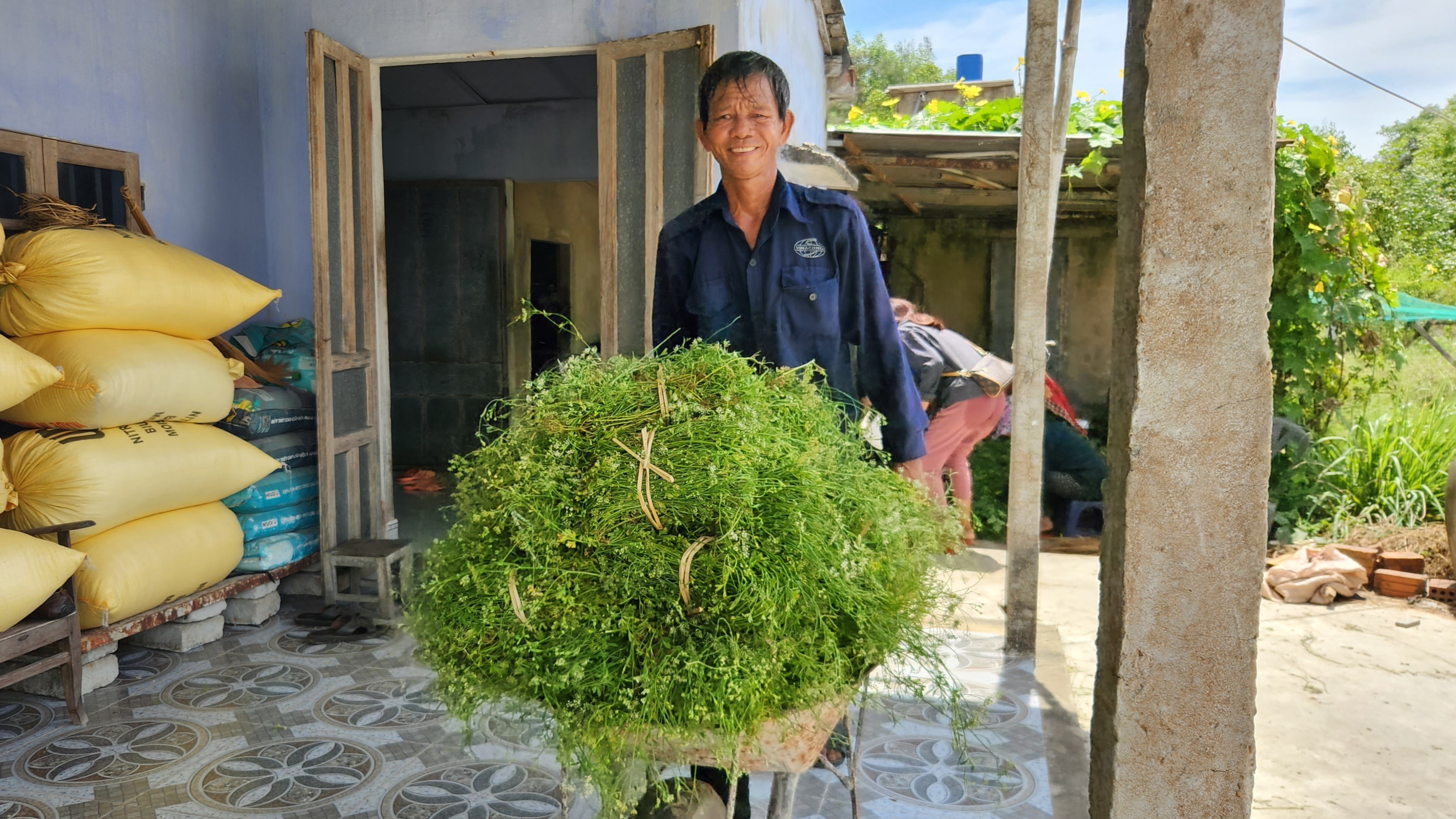 Trồng lá mùng năm cho thu nhập khá, nhiều người dân xã Bình Đào (huyện Thăng Bình, tỉnh Quảng Nam) phấn khởi khi đến vụ mùa thu hoạch. Ảnh: NGUYỄN CƯỜNG