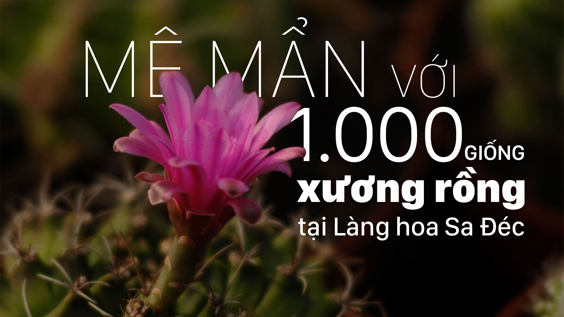 Mê mẩn với 1.000 giống xương rồng tại Làng hoa Sa Đéc