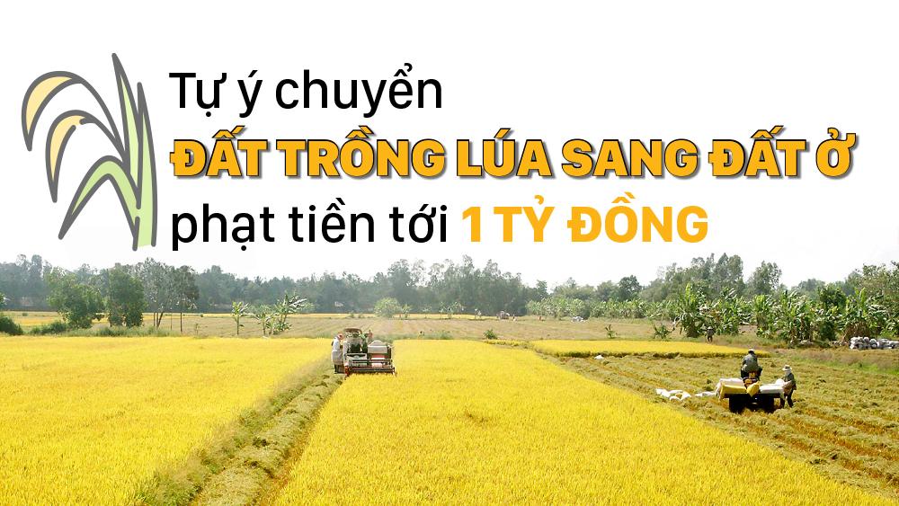 Tự ý chuyển đất trồng lúa sang đất ở phạt tiền tới 1 tỷ đồng