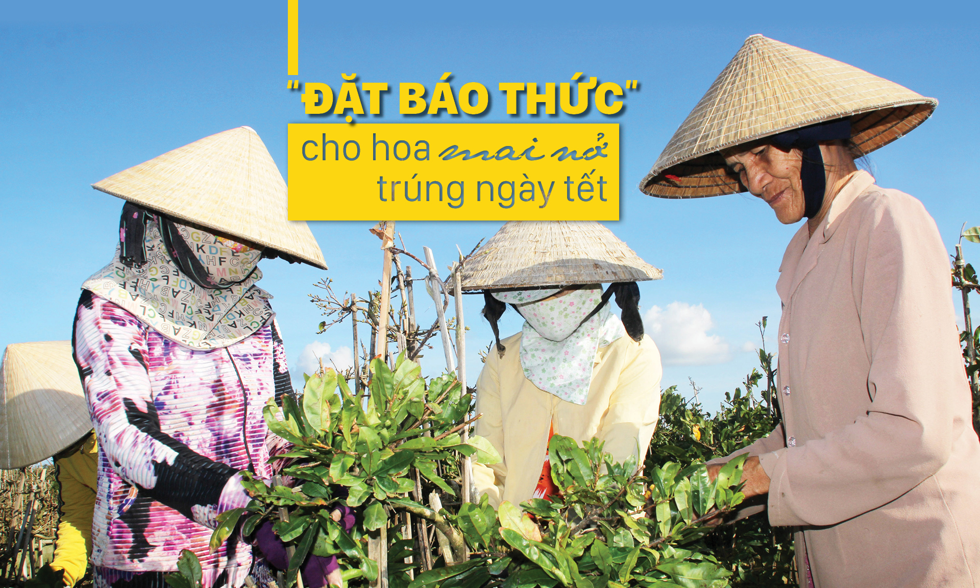 “Đặt báo thức” cho hoa mai nở trúng ngày tết