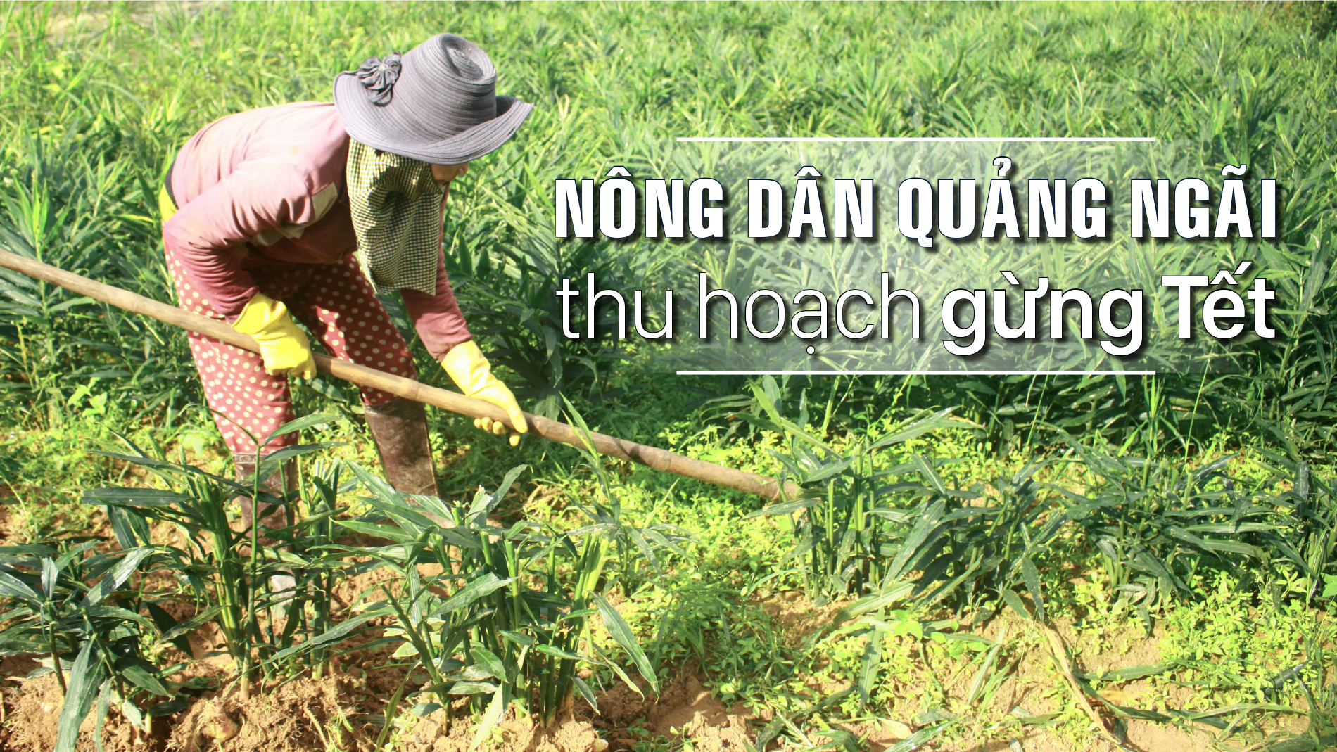 Nông dân Quảng Ngãi phấn khởi thu hoạch gừng Tết