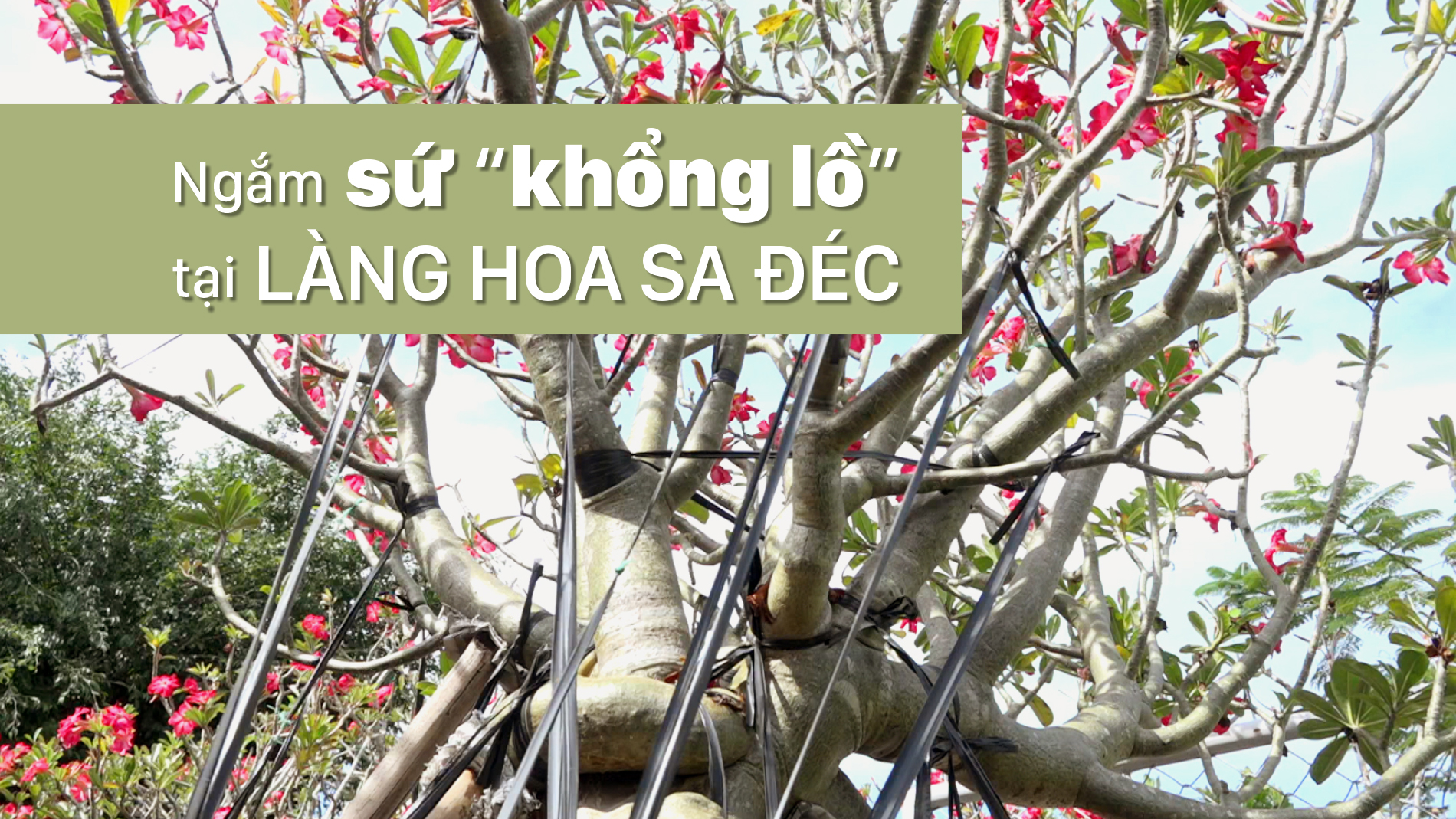 Ngắm sứ “khổng lồ” tại Làng hoa Sa Đéc