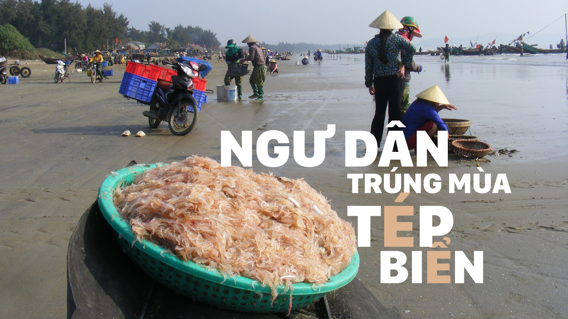 Ngư dân trúng mùa tép biển