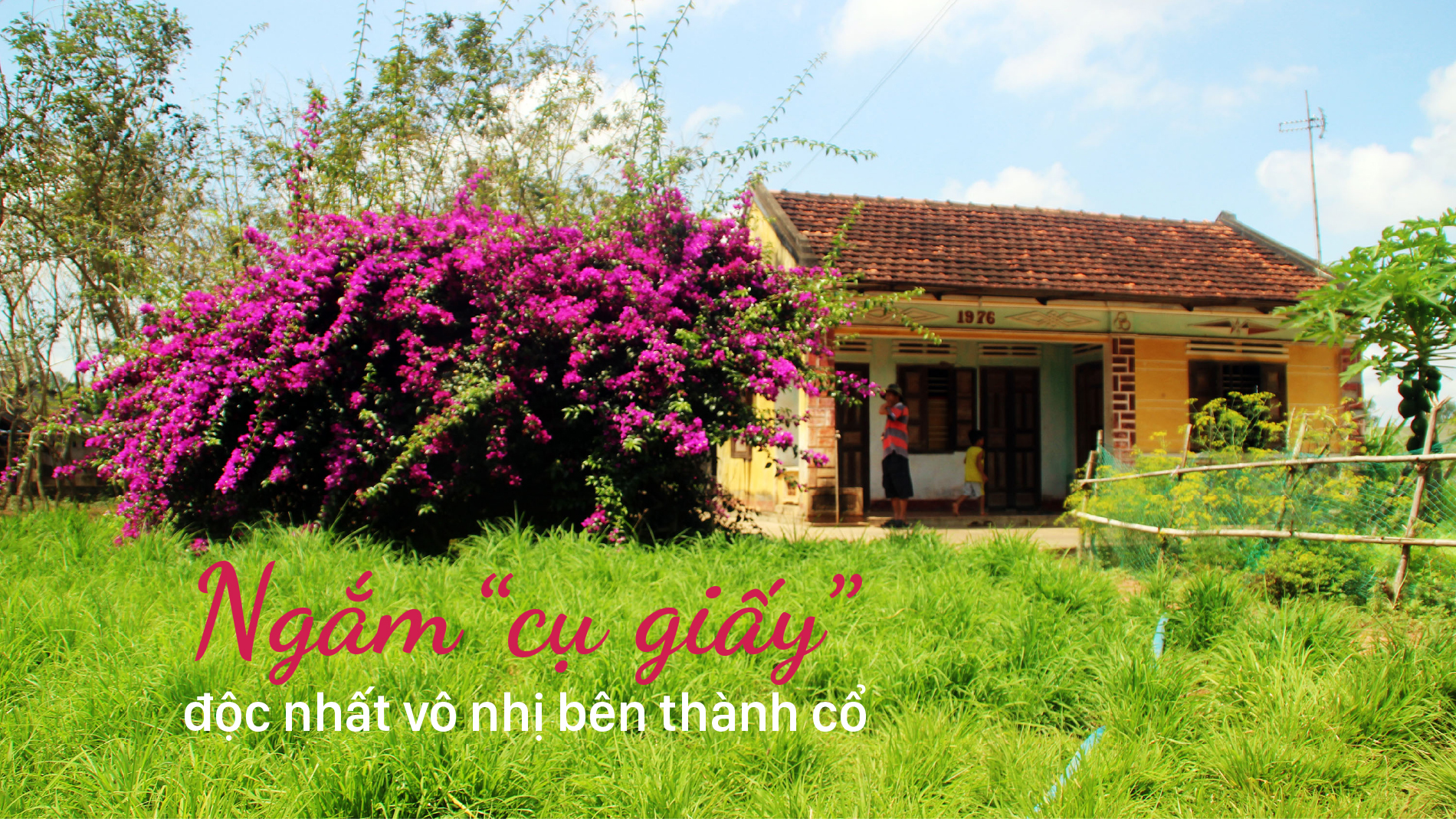 Ngắm “cụ giấy” độc nhất vô nhị bên thành cổ