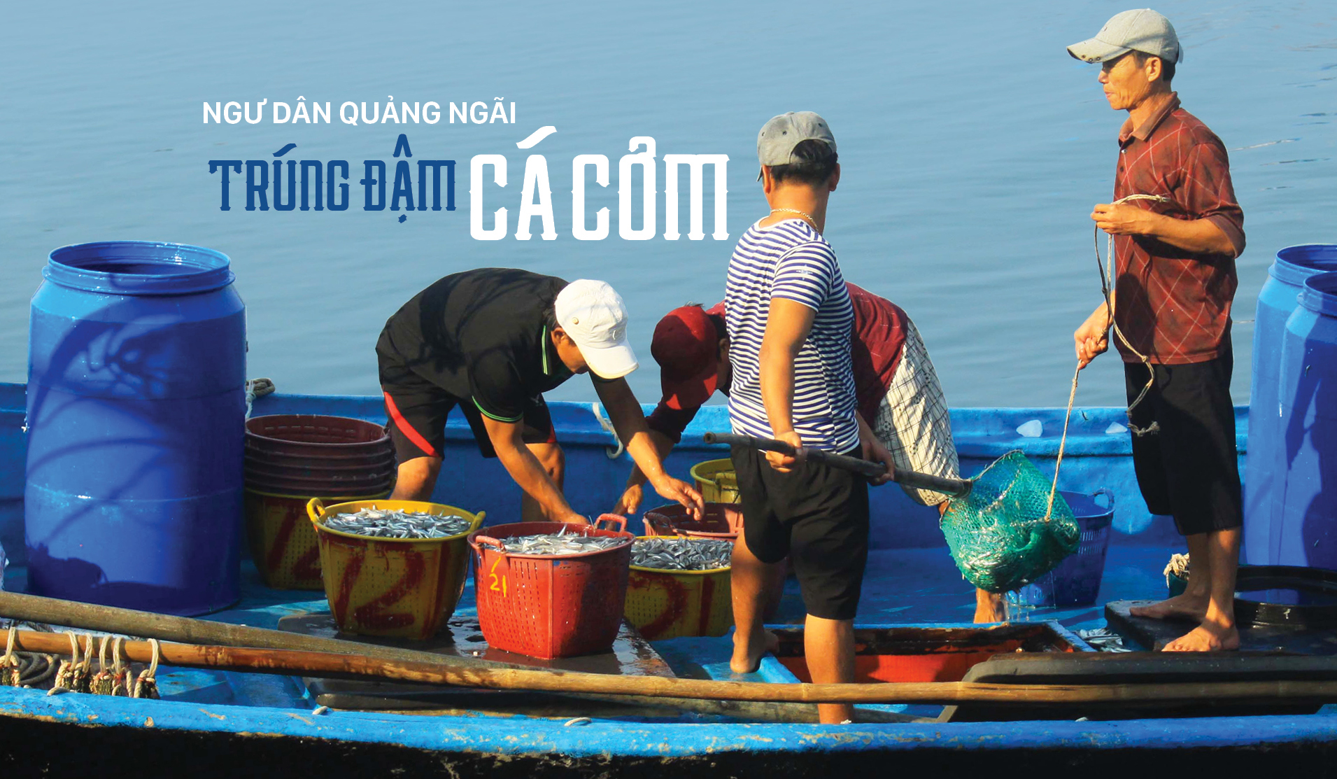 Ngư dân Quảng Ngãi trúng đậm cá cơm