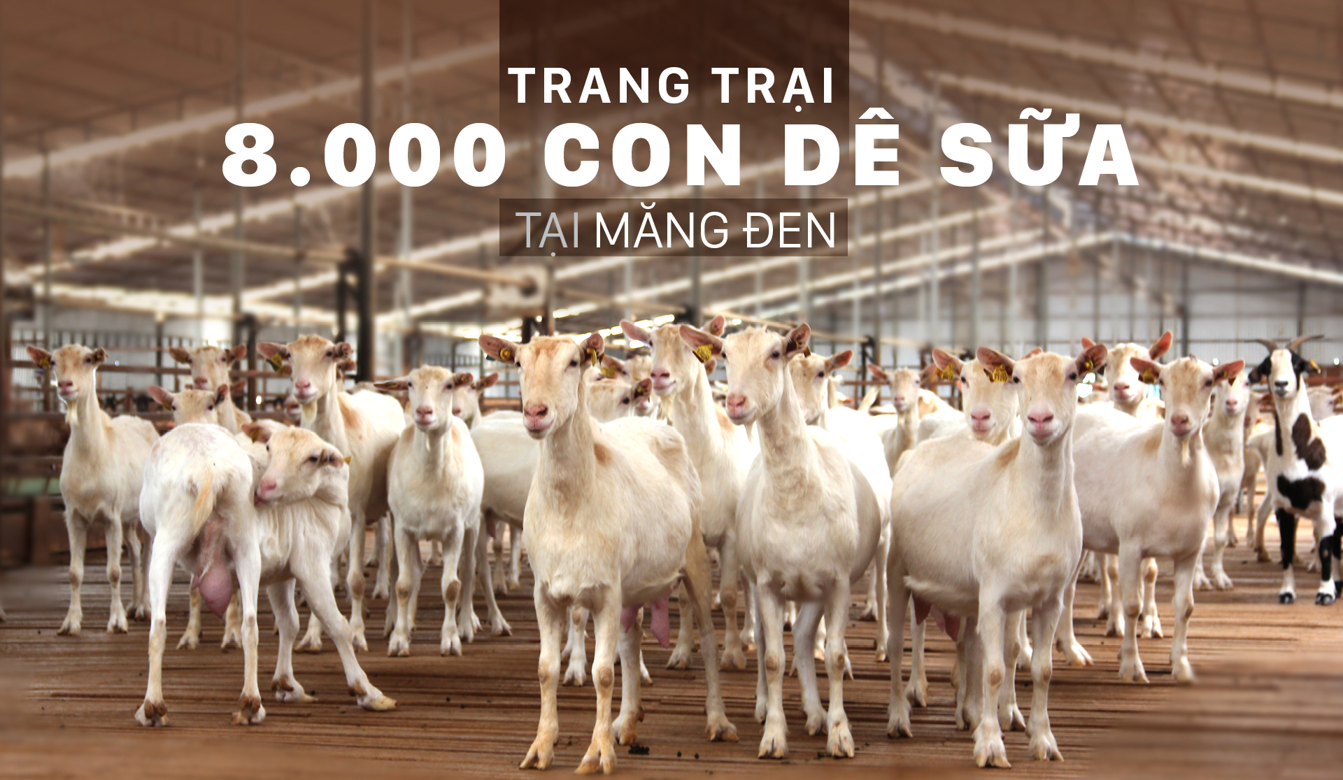 Trang trại 8.000 con dê sữa tại Măng Đen