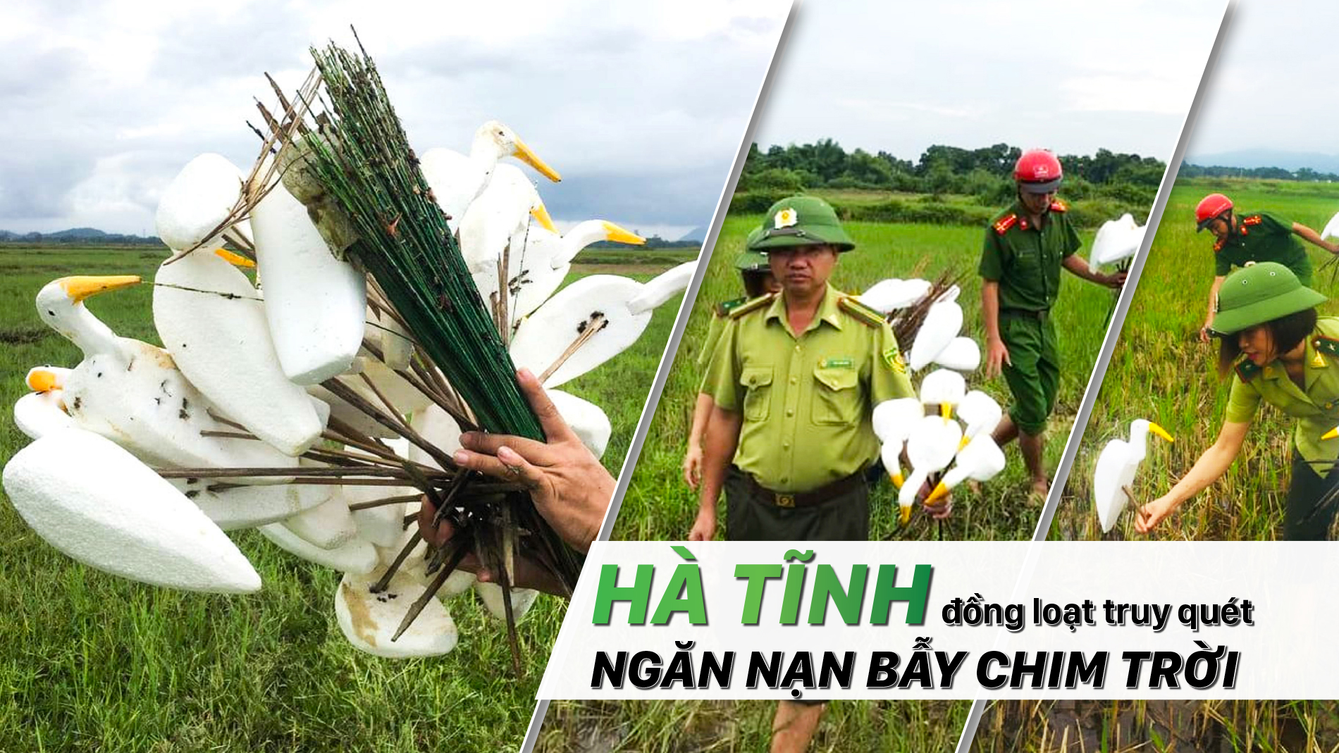 Hà Tĩnh đồng loạt truy quét ngăn nạn bẫy chim trời