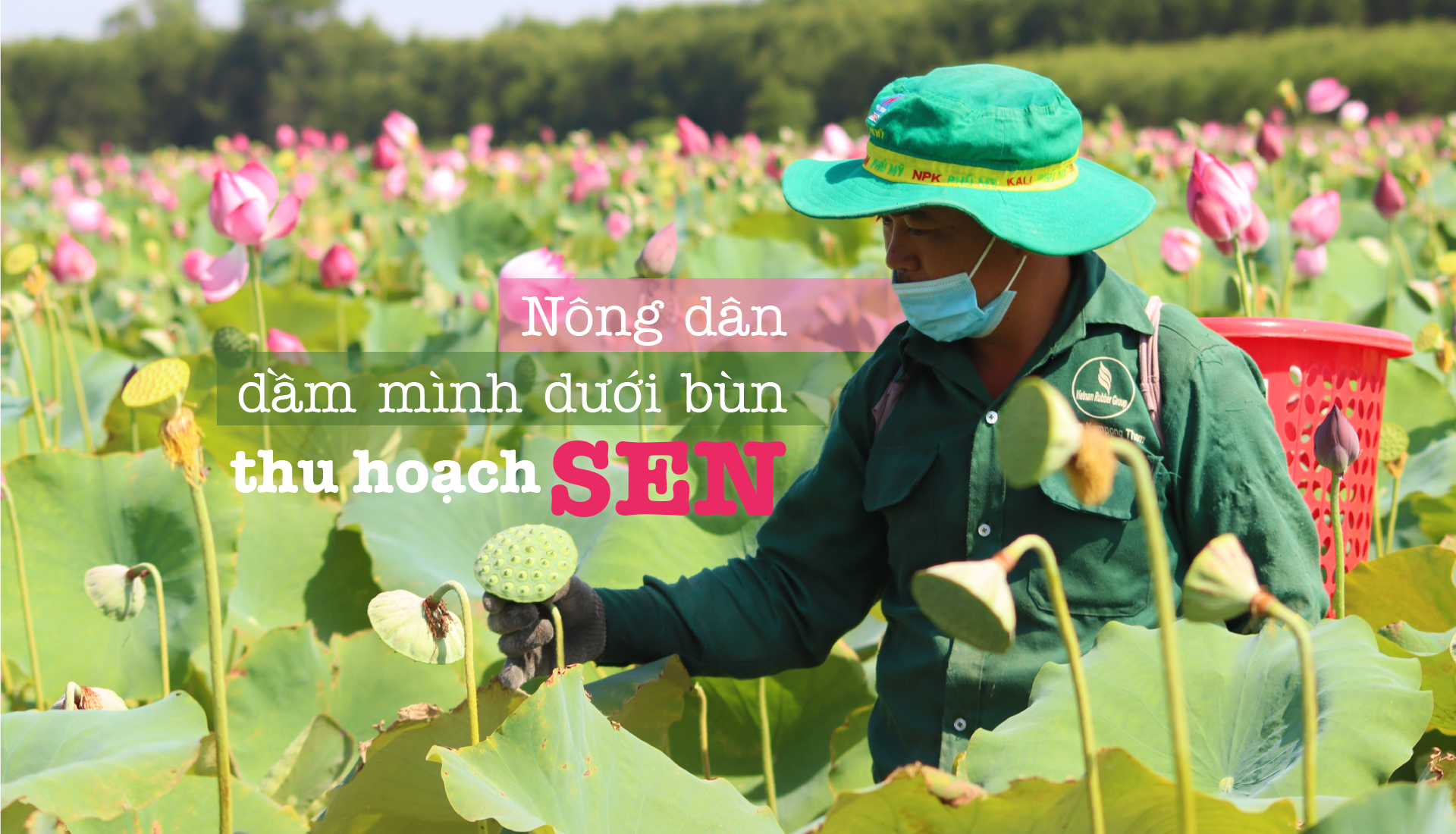 Nông dân dầm mình dưới bùn thu hoạch sen